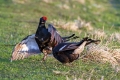 Rusevec_Black_grouse_Tetrao_tetrix_Koconoge_kure_Tetraonidae_Rusevec_47.jpg