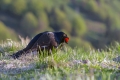 Rusevec_Black_grouse_Tetrao_tetrix_Koconoge_kure_Tetraonidae_Rusevec_50.jpg