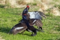 Rusevec_Black_grouse_Tetrao_tetrix_Koconoge_kure_Tetraonidae_Rusevec_51.jpg