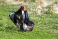 Rusevec_Black_grouse_Tetrao_tetrix_Koconoge_kure_Tetraonidae_Rusevec_52.jpg
