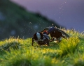 Rusevec_Black_grouse_Tetrao_tetrix_Koconoge_kure_Tetraonidae_Rusevec_57.jpg