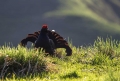 Rusevec_Black_grouse_Tetrao_tetrix_Koconoge_kure_Tetraonidae_Rusevec_59.jpg