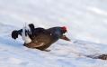 Rusevec_Black_grouse_Tetrao_tetrix_Koconoge_kure_Tetraonidae_Rusevec_61.jpg
