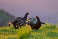 Rusevec_Black_grouse_Tetrao_tetrix_Koconoge_kure_Tetraonidae_Rusevec_62.jpg