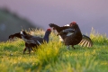 Rusevec_Black_grouse_Tetrao_tetrix_Koconoge_kure_Tetraonidae_Rusevec_63.jpg