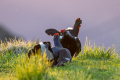 Rusevec_Black_grouse_Tetrao_tetrix_Koconoge_kure_Tetraonidae_Rusevec_65.jpg
