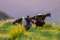 Rusevec_Black_grouse_Tetrao_tetrix_Koconoge_kure_Tetraonidae_Rusevec_67.jpg