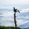 Rusevec_Black_grouse_Tetrao_tetrix_Koconoge_kure_Tetraonidae_Rusevec_75.jpg