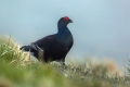 Rusevec_Black_grouse_Tetrao_tetrix_Koconoge_kure_Tetraonidae_Rusevec_81.jpg