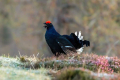 Rusevec_Black_grouse_Tetrao_tetrix_Koconoge_kure_Tetraonidae_Rusevec_81~0.jpg