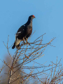 Rusevec_Black_grouse_Tetrao_tetrix_Koconoge_kure_Tetraonidae_Rusevec_83~0.jpg