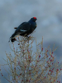 Rusevec_Black_grouse_Tetrao_tetrix_Koconoge_kure_Tetraonidae_Rusevec_88.jpg