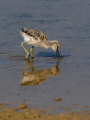 Sabljarka_Avocet_Recurvirostra_avosetta_Polojniki_Recurvirostridae_33.jpg