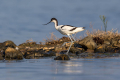 Sabljarka_Avocet_Recurvirostra_avosetta_Polojniki_Recurvirostridae_46.jpg