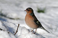 Scinkavec_Chaffinch_Fringilla_coelebs_Scinkavci_Fringillidae_13.jpg