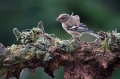 Scinkavec_Chaffinch_Fringilla_coelebs_Scinkavci_Fringillidae_15.jpg