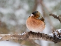 Scinkavec_Chaffinch_Fringilla_coelebs_Scinkavci_Fringillidae_17.jpg