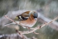 Scinkavec_Chaffinch_Fringilla_coelebs_Scinkavci_Fringillidae_18.jpg
