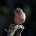 Scinkavec_Chaffinch_Fringilla_coelebs_Scinkavci_Fringillidae_20.jpg