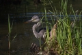 Siva_caplja_Grey_heron_Ardea_cinerea_Caplje_Ardeidae_14.jpg