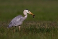 Siva_caplja_Grey_heron_Ardea_cinerea_Caplje_Ardeidae_16.jpg