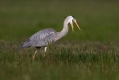 Siva_caplja_Grey_heron_Ardea_cinerea_Caplje_Ardeidae_17.jpg