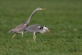Siva_caplja_Grey_heron_Ardea_cinerea_Caplje_Ardeidae_22.jpg