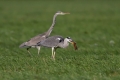 Siva_caplja_Grey_heron_Ardea_cinerea_Caplje_Ardeidae_25.jpg