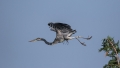 Siva_caplja_Grey_heron_Ardea_cinerea_Caplje_Ardeidae_35.jpg