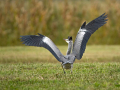 Siva_caplja_Grey_heron_Ardea_cinerea_Caplje_Ardeidae_36.jpg
