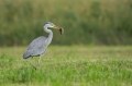 Siva_caplja_Grey_heron_Ardea_cinerea_Caplje_Ardeidae_37.jpg