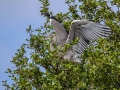 Siva_caplja_Grey_heron_Ardea_cinerea_Caplje_Ardeidae_39.jpg