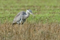 Siva_caplja_Grey_heron_Ardea_cinerea_Caplje_Ardeidae_41.jpg