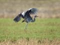 Siva_caplja_Grey_heron_Ardea_cinerea_Caplje_Ardeidae_43.jpg
