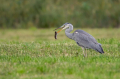 Siva_caplja_Grey_heron_Ardea_cinerea_Caplje_Ardeidae_46.jpg