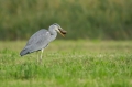 Siva_caplja_Grey_heron_Ardea_cinerea_Caplje_Ardeidae_47.jpg