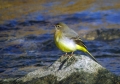 Siva_pastirica_Grey_wagtail_03.jpg