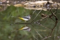 Siva_pastirica_Grey_wagtail_04.jpg