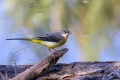 Siva_pastirica_Grey_wagtail_05.jpg