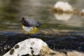 Siva_pastirica_Grey_wagtail_07.jpg