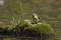 Siva_pastirica_Grey_wagtail_09.jpg