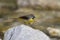 Siva_pastirica_Grey_wagtail_10.jpg
