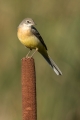 Siva_pastirica_Grey_wagtail_13.jpg