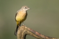 Siva_pastirica_Grey_wagtail_15.jpg