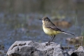 Siva_pastirica_Grey_wagtail_16.jpg
