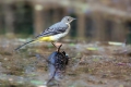 Siva_pastirica_Grey_wagtail_17.jpg
