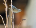 Siva_pevka_Dunnock_19.jpg