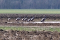 Sivi_zerjav_Grus_grus_Crane_Zerjavi_Gruidae_07.jpg