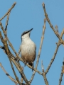 Skalni_brglez_Rock_Nuthatch_Sitta_Neumayer_Brglezi_Sittidae_01.jpg