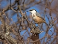 Skalni_brglez_Rock_Nuthatch_Sitta_Neumayer_Brglezi_Sittidae_02.jpg
